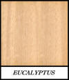 Eucalyptus