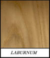 Laburnum - Laburnum Vulgars